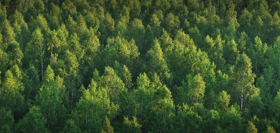 Trees added to national forests thanks to the single-use device (SUD) reprocessing