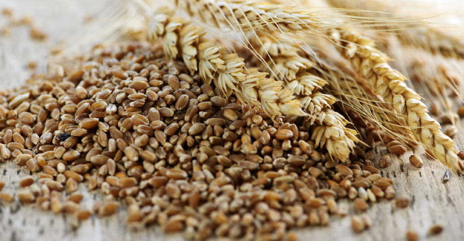 Compounds May Explain Whole Grain Health Benefits
